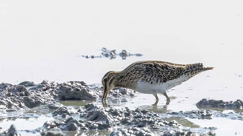 Common Snipe